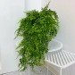 Boston Fern