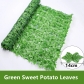 Green Potato Leaves